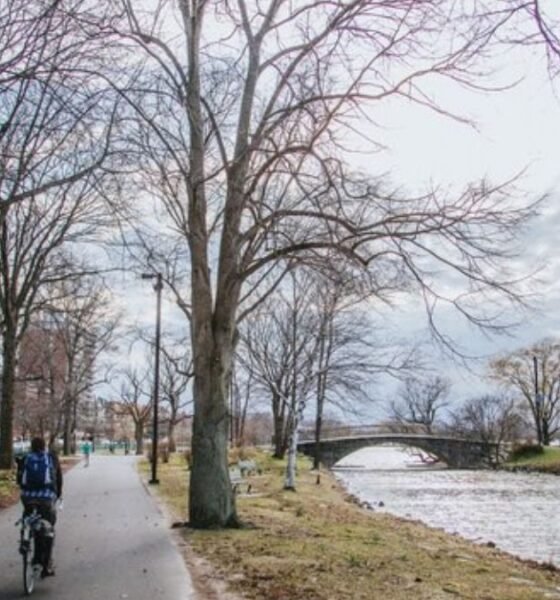 walking tree time lapse