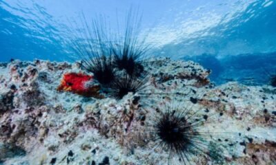 sea urchin