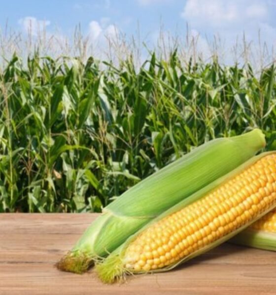 fpo corn